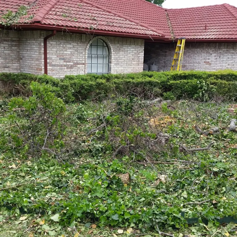 Front yard before renovation