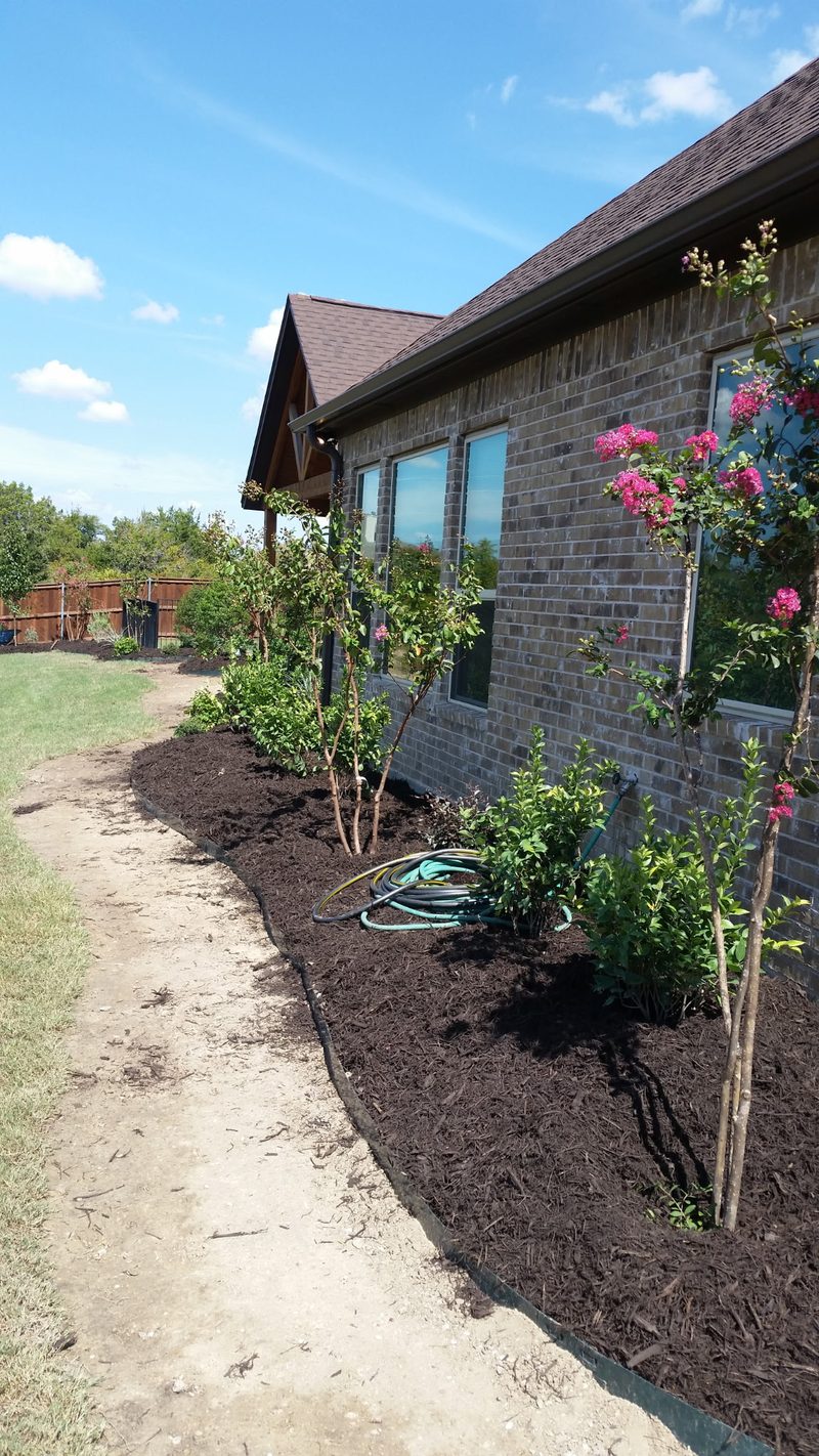 Crape myrtles along house foundation
