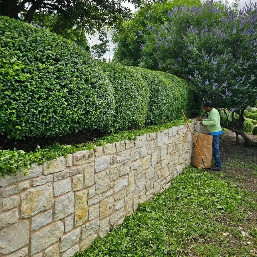 Crew member trimming hedges along stone retaining wall