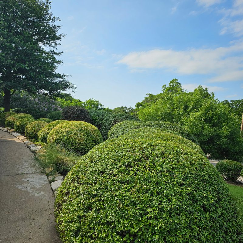 Perfectly shaped hedges